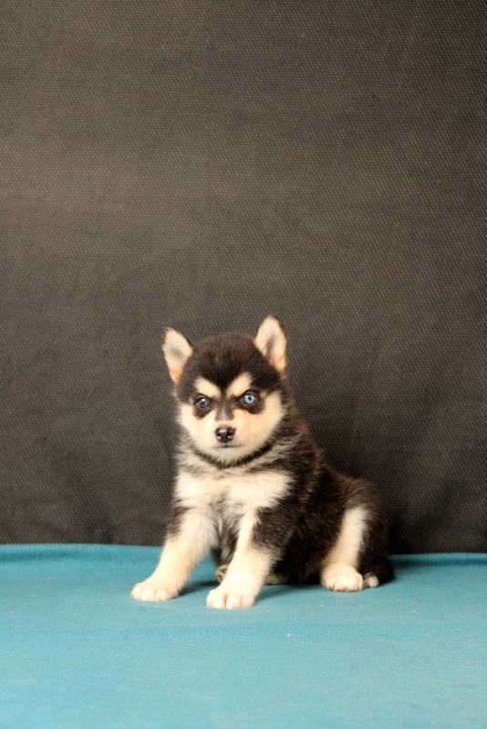 puppy, for, sale, Pomsky, Matthew B. Stoltzfus, dog, breeder, Gap, PA, dog-breeder, puppy-for-sale, forsale, nearby, find, puppyfind, locator, puppylocator, aca